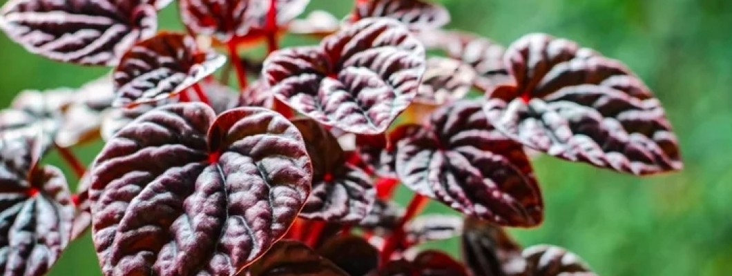 Peperômia: 9 dicas de Como Cuidar e deixar sua planta ainda mais bonita.