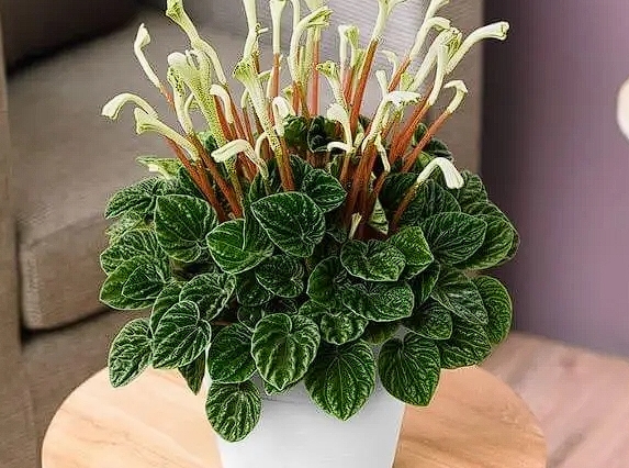 Peperômia 9 dicas de Como Cuidar e deixar sua planta ainda mais bonita. Peperômia 9 dicas de Como Cuidar e deixar sua planta ainda mais bonita.