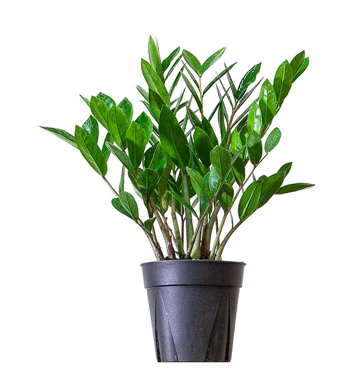 Zamioculcas como cuidar e garantir o crescimento saudável da sua planta 1 Zamioculcas Como Cuidar e Garantir o Crescimento Saudável da Sua Planta