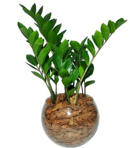 Zamioculcas  Como Cuidar e Garantir o Crescimento Saudável da Sua Planta