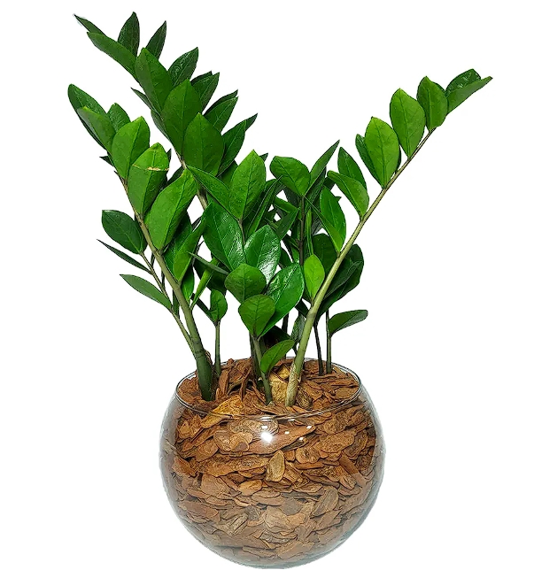 Zamioculcas Como Cuidar e Garantir o Crescimento Saudável da Sua Planta Zamioculcas Como Cuidar e Garantir o Crescimento Saudável da Sua Planta