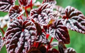 Peperômia 9 dicas de Como Cuidar e deixar sua planta ainda mais bonita.