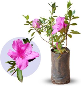 Muda de Azaleia Rosa Ideal Para Florir em Jardim