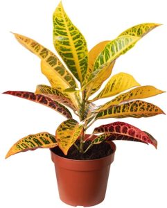 Muda de Cróton Petra Pote 14 Planta Colorida 40cm
