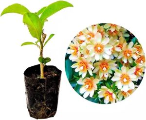 Muda de Ora Pro Nobis Flor Branca Folhas Comestíveis