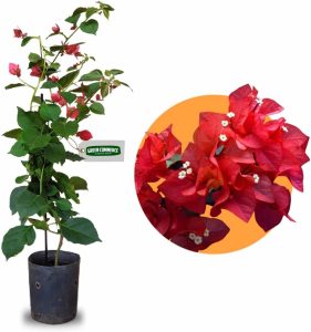 Muda de Primavera Vermelha Bougainvillea + Manual de Plantio