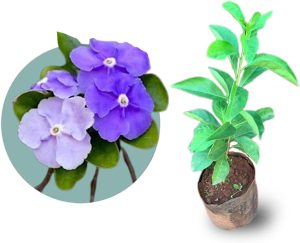 Muda de Mancacá de Cheiro Ideal Para Plantar em Jardim e Calçada