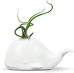 Sur La Table Genuine Fred Miniplanta de ar de cerâmica extravagante/suporte de suculenta, regular, baleia