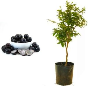 Genérico, Muda de Jabuticaba Olho de Boi 20 a 40cm AMK - Plantas Online