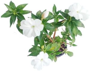 Kit 8 Mudas Beijinho Maria-sem-vergonha Cor Variadas Pote 10
