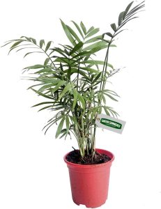 Palmeira Chamaedorea Ideal Para Ambientes Internos – Escritórios e Apartamentos – Fácil de Cuidar