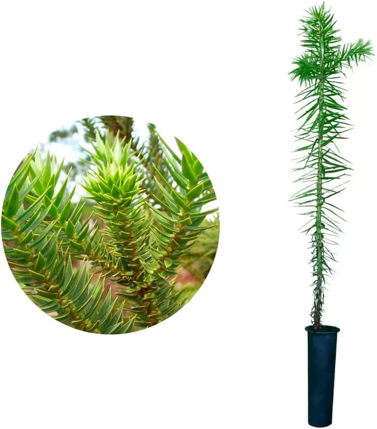 AMK Jardinagem e Paisagismo, Muda de Araucaria 20 a 40cm AMK - Plantas Online 1 AMK Jardinagem e Paisagismo Muda de Araucaria 20 a 40cm