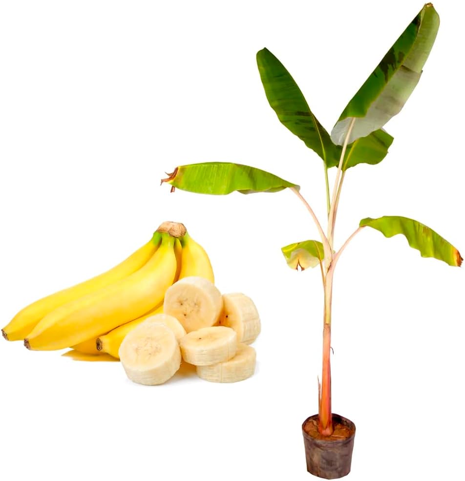 Genérico, Muda de Banana Nanica 20 a 40cm AMK - Plantas Online 1 Generico Muda de Banana Nanica 20 a 40cm AMK