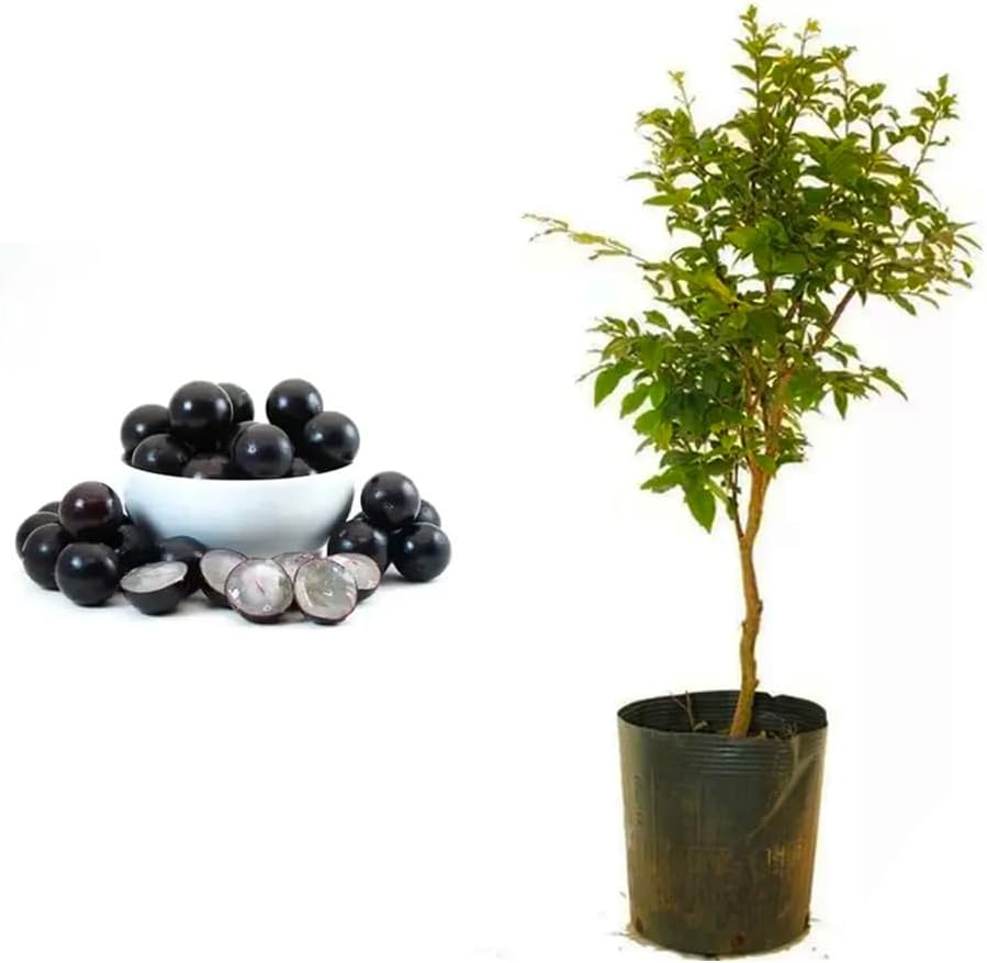 Genérico, Muda de Jabuticaba Olho de Boi 20 a 40cm AMK - Plantas Online 1 Generico Muda de Jabuticaba Olho de Boi 20 a 40cm