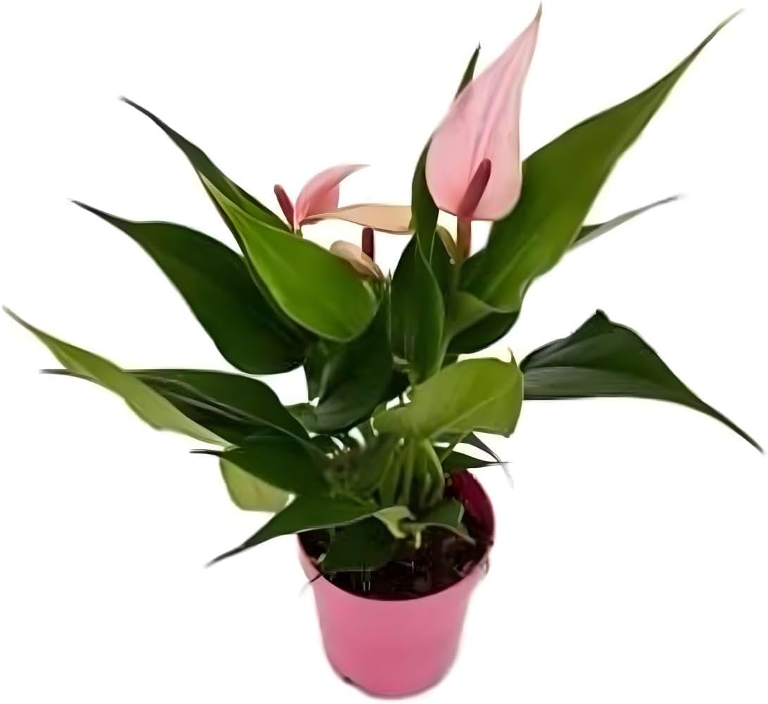 Mini Antúrio Rosa Planta Natural Adulta Com Vaso Flor Linda 1 Mini Anturio Rosa Planta Natural Adulta Com Vaso Flor Linda