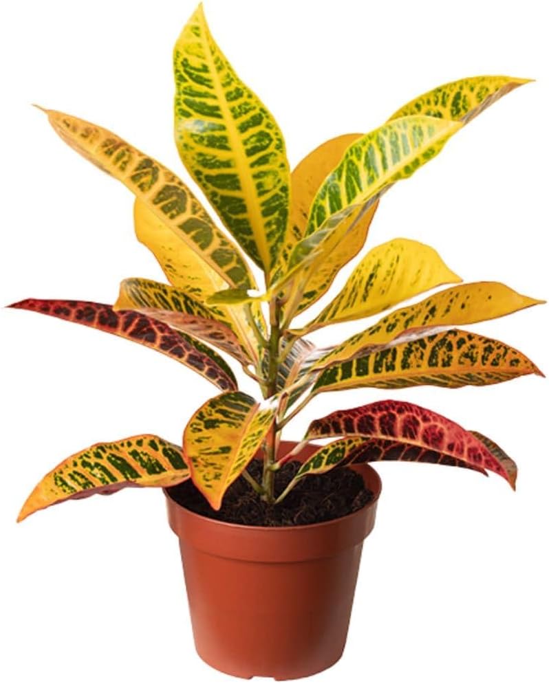 Muda de Cróton Petra Pote 14 Planta Colorida 40cm 1 Muda de Croton Petra Pote 14 Planta Colorida 40cm