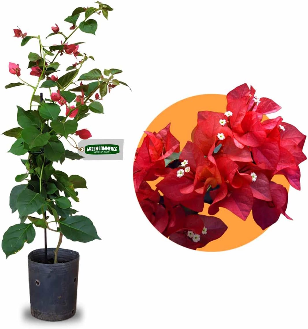 Muda de Primavera Vermelha Bougainvillea + Manual de Plantio 1 Muda de Primavera Vermelha Bougainvillea Manual de Plantio