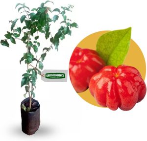 Muda de Pitanga Vermelha + Manual de Plantio