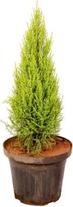 AMK Jardinagem e Paisagismo, Muda de Tuia Limão 20 a 40cm AMK - Plantas Online