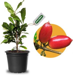 Muda de Fruta do Milagre Para Produzir em Vaso - Transforma Azedo em Doce