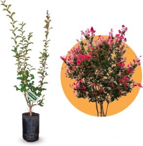 Muda de Resedá Rosa Ideal para Jardim e Calçada