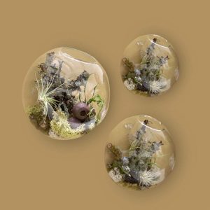 Kit com 3 plantas suculentas, plantador de parede, terrário, jardim, decoração de casa, vasos suspensos, vasos suspensos, cestos de água, vidro transparente, recipiente vertical para miniplanta, erva,