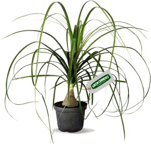 Muda de Pata de Elefante Beucarnea no Pote 11