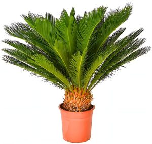 Planta Palmeira Cyca 70cm