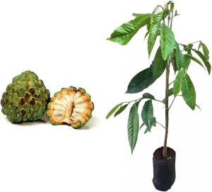 GenÃ©rico, Muda de Fruta Do Conde 50 a 80cm AMK - Plantas Online