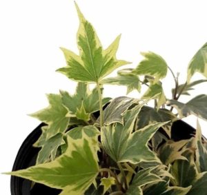 Muda Hera Estrela Variegata Planta Natural Pendente Exótico Rara
