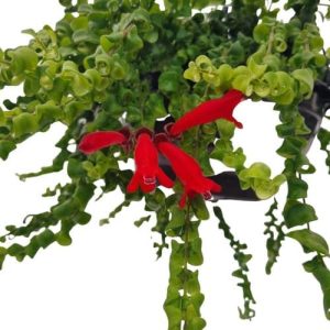 Muda Columeia Crespa Dobrada Aeschynanthus Rasta Planta Nat.