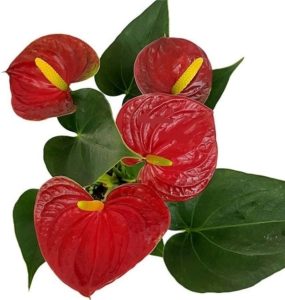 Flor Mini Antúrio Vermelho Planta Natural Adulta Com Vaso 9 Rara Exótica Decoração Ambientes Natureza Jardins