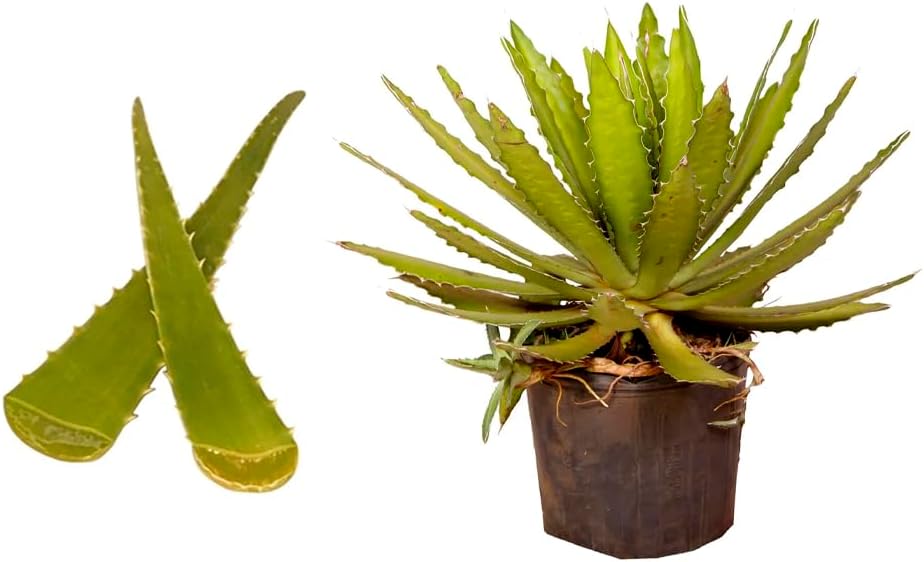 Genérico, Muda de Babosa 20 a 40cm AMK - Plantas Online 1 Generico Muda de Babosa 20 a 40cm AMK Plantas