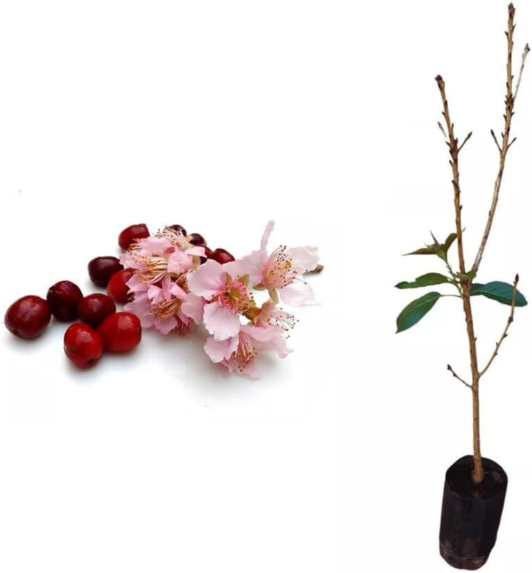 Genérico, Muda de Cerejeira 50 a 80cm AMK - Plantas Online 1 Generico Muda de Cerejeira 50 a 80cm AMK Plantas