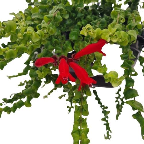 Muda Columeia Crespa Dobrada Aeschynanthus Rasta Planta Nat. 1 Muda Columeia Crespa Dobrada Aeschynanthus Rasta Planta Nat