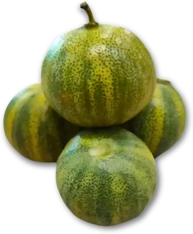 Muda Frutífera de Laranja Kinkan Variegata Enxertada (Xim Xim) 1 Muda Frutifera de Laranja Kinkan Variegata Enxertada Xim Xim