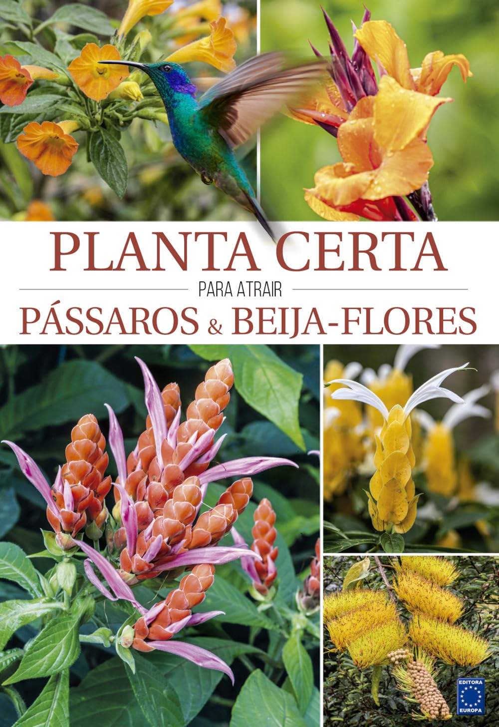 Planta Certa para atrair Pássaros & Beija-Flores 1 Planta Certa para atrair Passaros Beija Flores