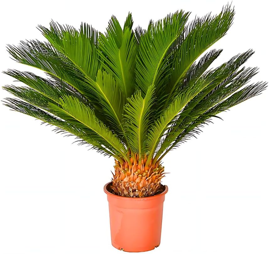 Planta Palmeira Cyca 70cm 1 Planta Palmeira Cyca 70cm