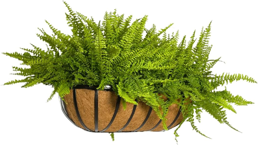 Vaso Jardineira de Fibra de Coco de Parede com Suporte 60cm 1 Vaso Jardineira de Fibra de Coco de Parede com Suporte