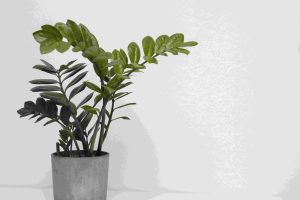 10 Plantas Perfeitas para Iniciantes em Jardinagem