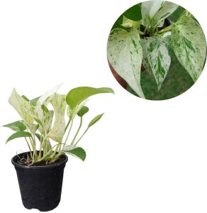 Jiboia Branca Variegata Rara Planta Natural Folhagem Exotica Pote 10 Epipremnum Aureum