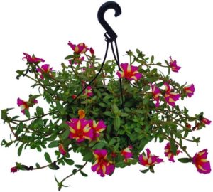 Planta Onze Horas Portulaca Grandiflora Adulta Exótica Rara Decoração Exteriores Natural