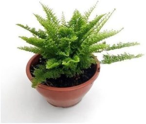Mini Samambaia Havaiana Planta Natural Rara Envasada Vaso Cuia