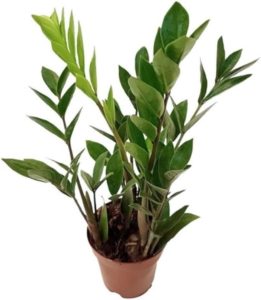 Muda Mini Zamioculca Zamio Zimba Planta Da Fortuna Com Vaso