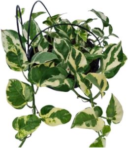 Jibóia Njoy Planta Natural Folhas Variegata Vs 10 Raridade Exótica Linda Flor