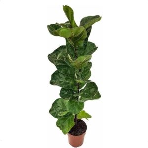 Muda Ficus Lyrata - Figueira-lira Planta Natural Ornamental