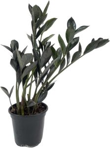 Mini Zamioculca Black Dowon Planta Rara Exótica Com Vaso Decoração Para Interiores 1 Mini Zamioculca Black Dowon Planta Rara Exótica Com Vaso Decoração Para Interiores
