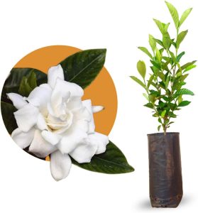 Muda de Jasmim Gardênia - Jasmim do Cabo com Flores Cheirosas
