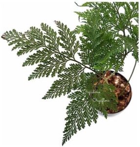 Muda De Samambaia Renda Francesa Planta Natural Exótica Decoração Para Interiores Exteriores Jardins