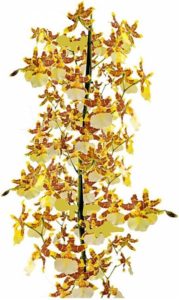 Orquideas Dama Dançante Oncidium Sphacelatum Planta Adulta Natural Exótica Rara